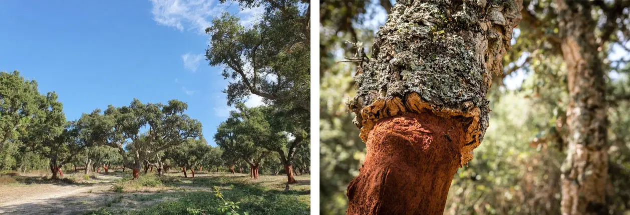 FSC Certified Cork Forest